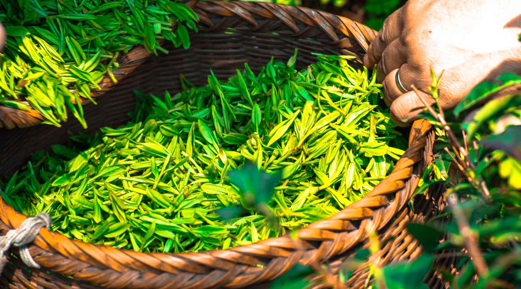 sourcing of tea