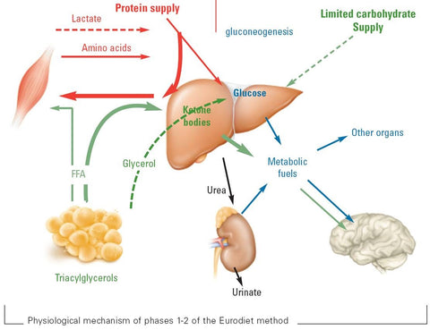 Ketosis