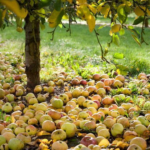Apples on orchard floor