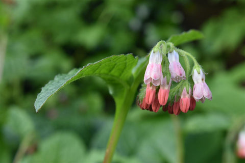 comfrey