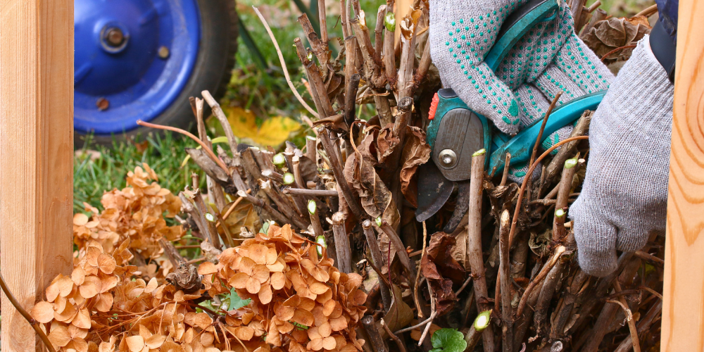 Georgina Garden Centre-Keswick-Ontario-What You Should Really Prune this Fall-hydrangea pruning