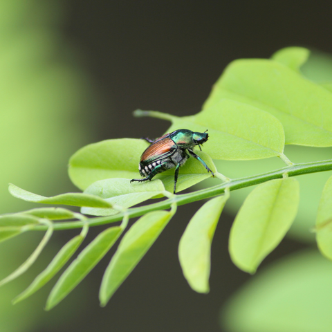 Japanese beetle in garden