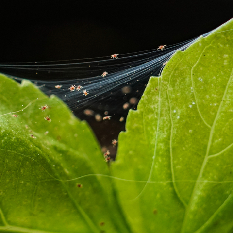 spider mites in garden