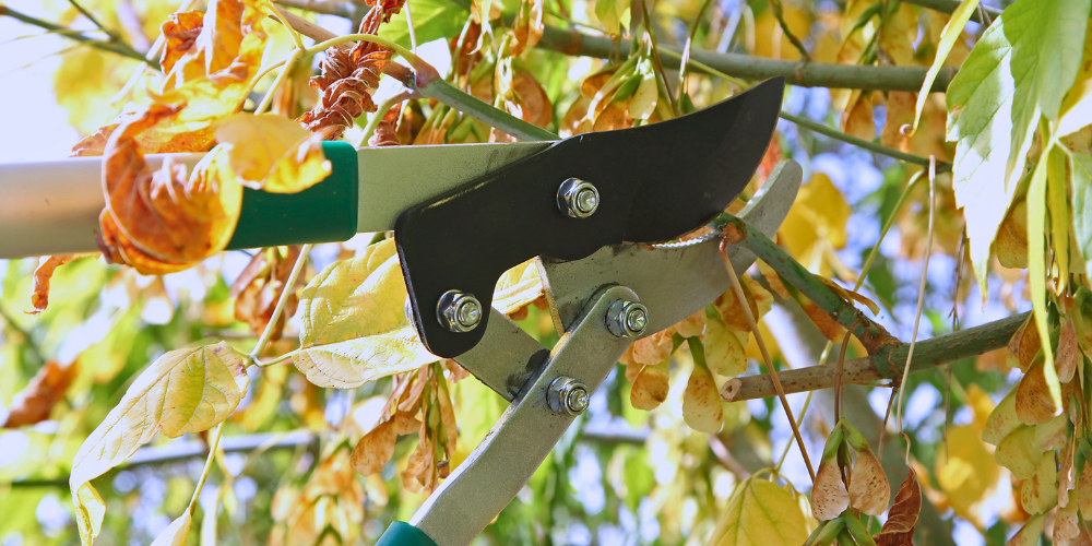 Georgina Garden Centre-Keswick-Ontario-What You Should Really Prune this Fall-fall pruning