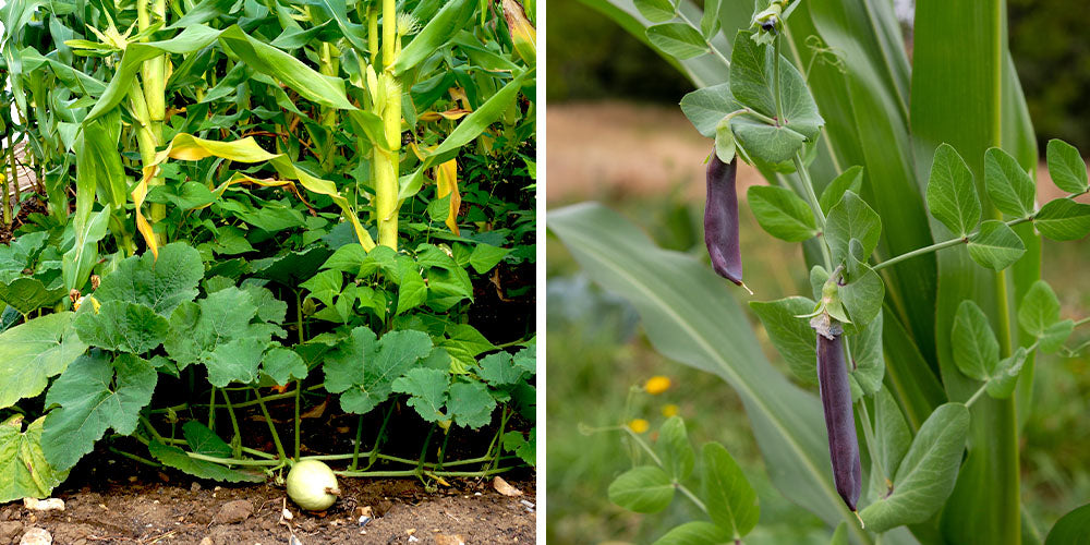 three sisters vegetables - corn, beans, and squash as companion plants
