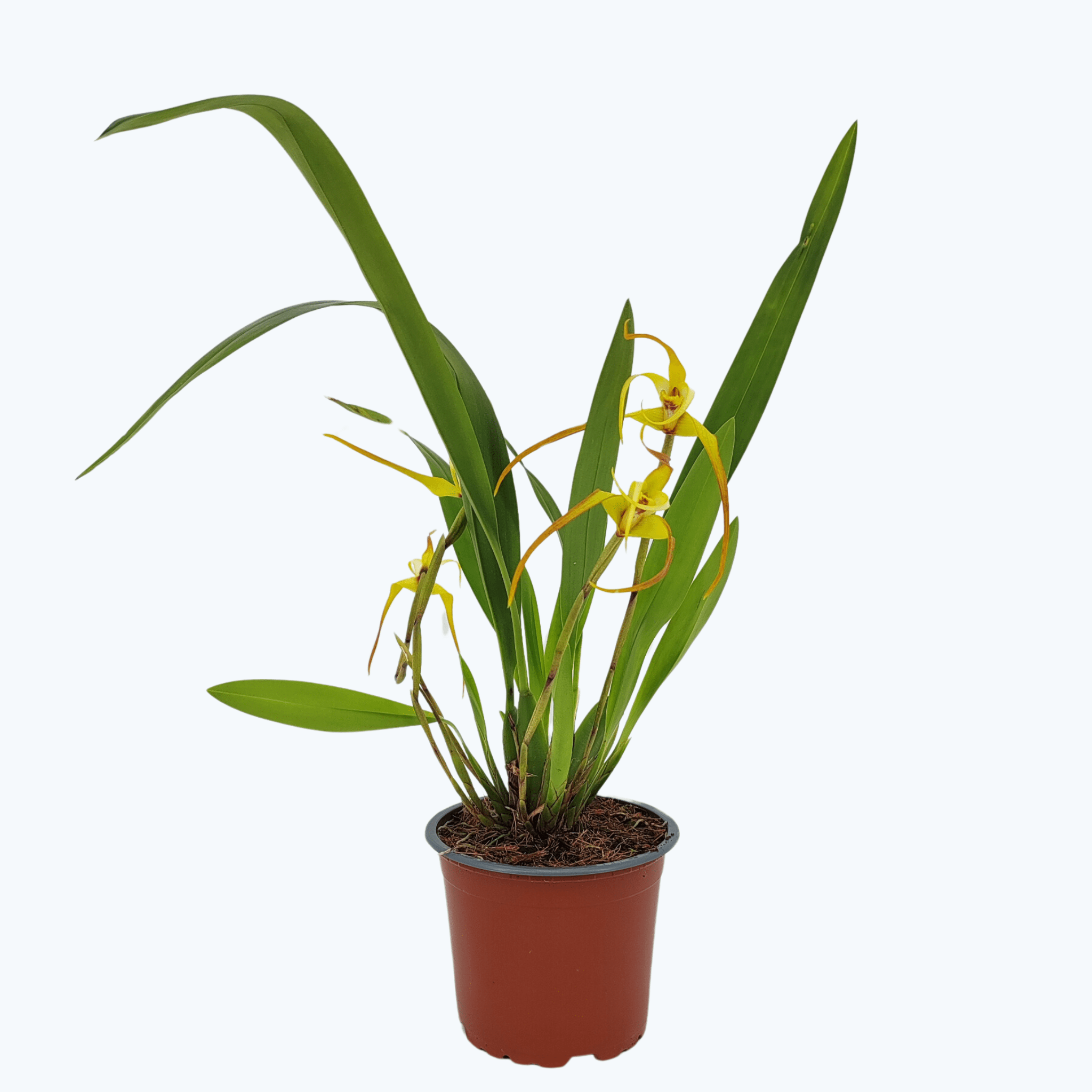 Maxillaria bradei Hybride im 12cm Topf