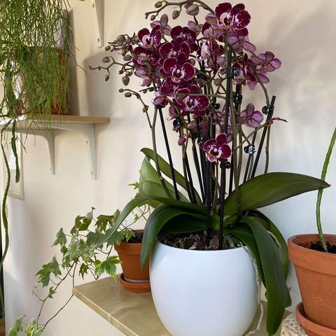 Gekaufte Orchidee mit weißem Übertopf