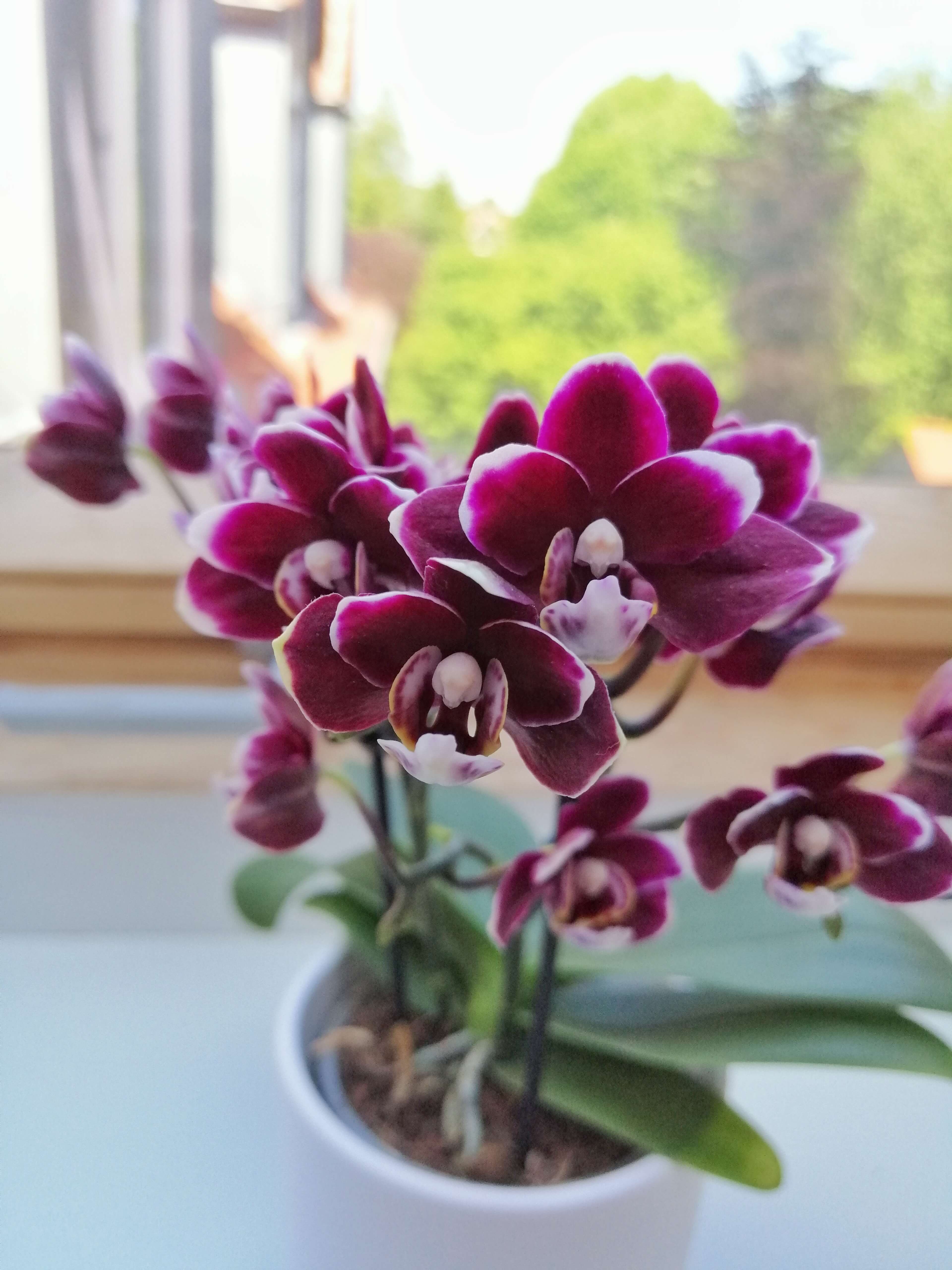 Lila Phalaenopsis Orchidee im weißen Übertopf