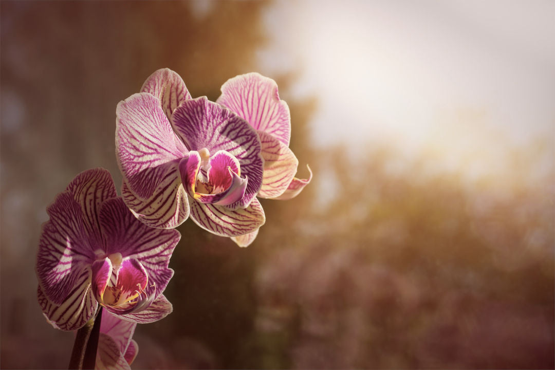 Orchideen Krankheiten mit Schädlingsbefall