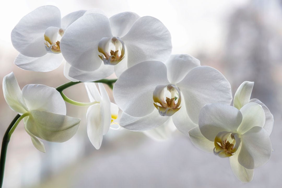 Orchideen Krankheiten und Behandlungstipps