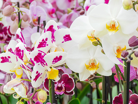  Pflegetipps für Phalaenopsis Orchideen