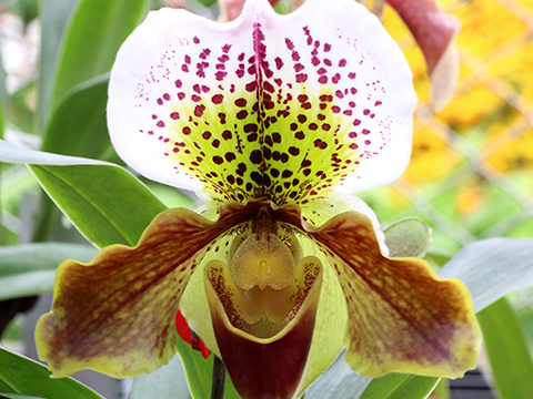 Pflegetipps für Paphiopedilum Orchideen