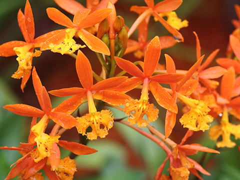 Pflegetipps für Epidendrum Orchideen Orange Gelb