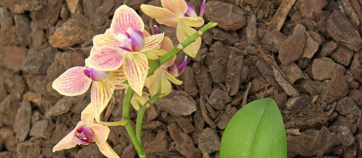 Orchideensubstrat für Orchideen