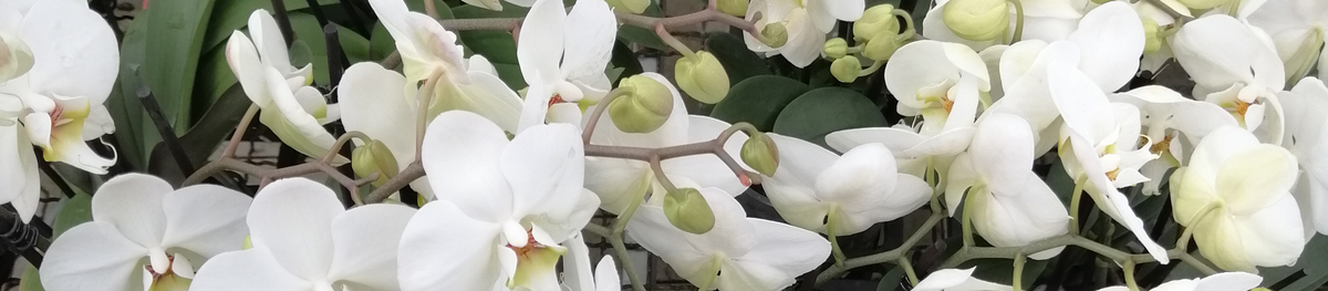 Orchideensubstrat für weiße Orchideen