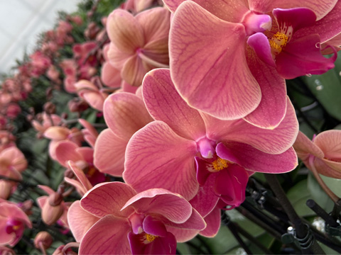 Narbonne Orchidee rosa orange