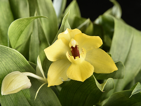 Pflegetipps für Promenaea Orchideen