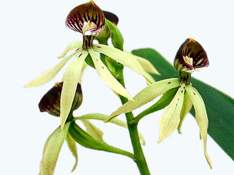 Pflegetipps für Encyclia Orchideen gelb 