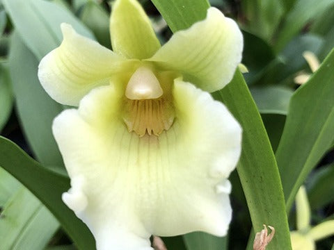 Pflegetipps für Cochleanthes Orchideen weiss