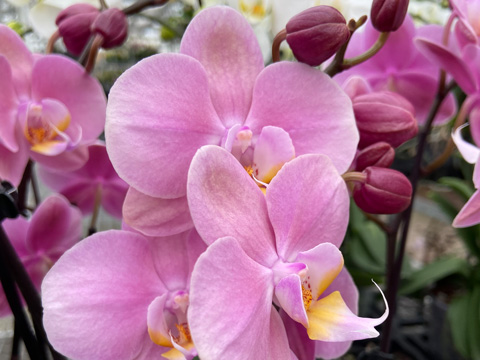 Orchidee Rosa