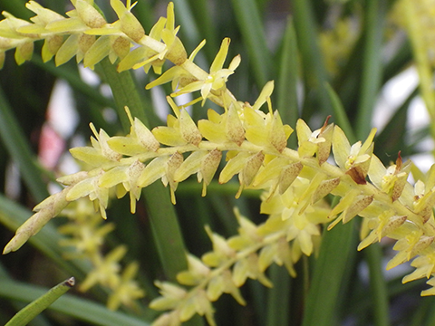 Pflegetipps für Dendrochilum Orchideen gelb