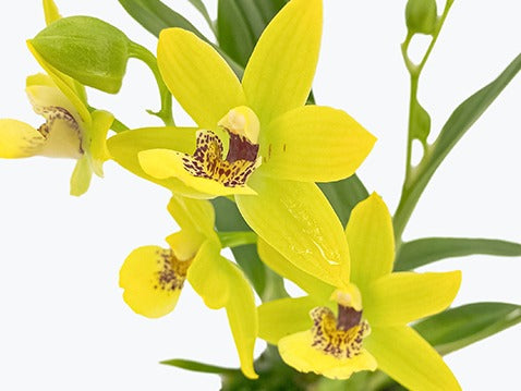 Pflegetipps für Zygodisanthos Orchideen gelb