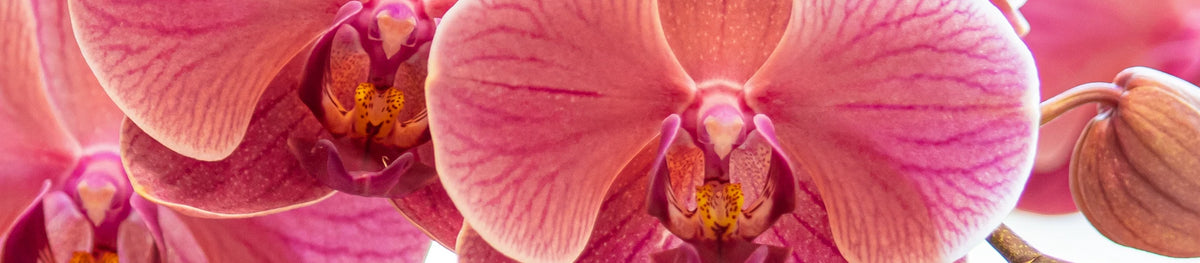 Phalaenopsis Schmetterlingsorchidee - Herkunft und Pflege