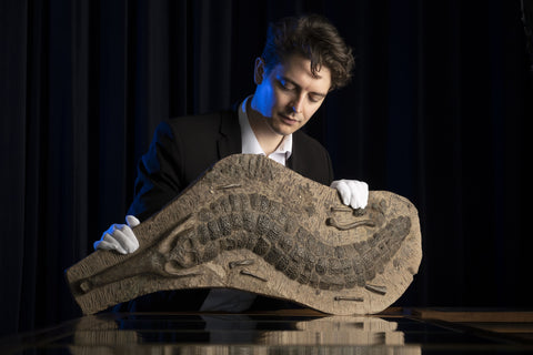 40m year-old fossilised crocodile to be auctioned at McTear's