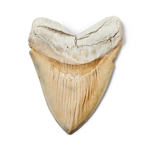 Megaladon tooth sells at Sotheby's