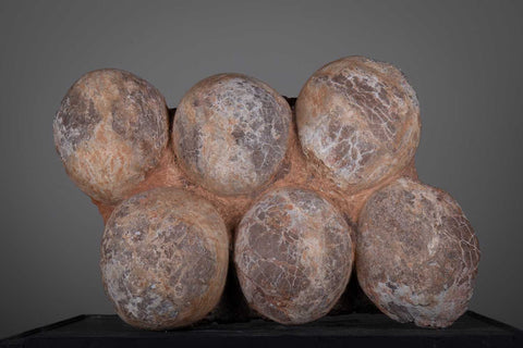 Nest of six hadrosaur eggs for sale at McTear's