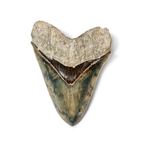 Megalodon tooth sells for $10,710 at Sotheby's