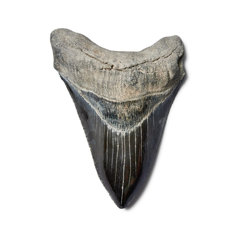 Megalodon tooth sells for $12,600 at Sotheby's