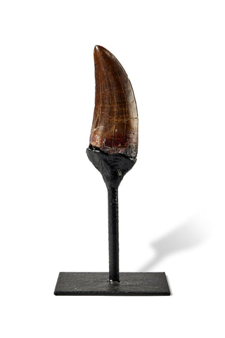 T-Rex tooth sells at Sotheby's