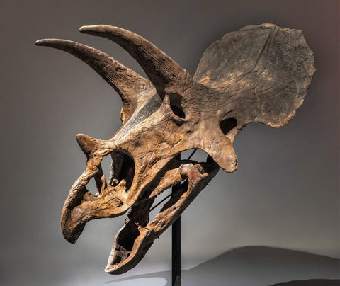 Triceratops skulls sells at Sotheby's