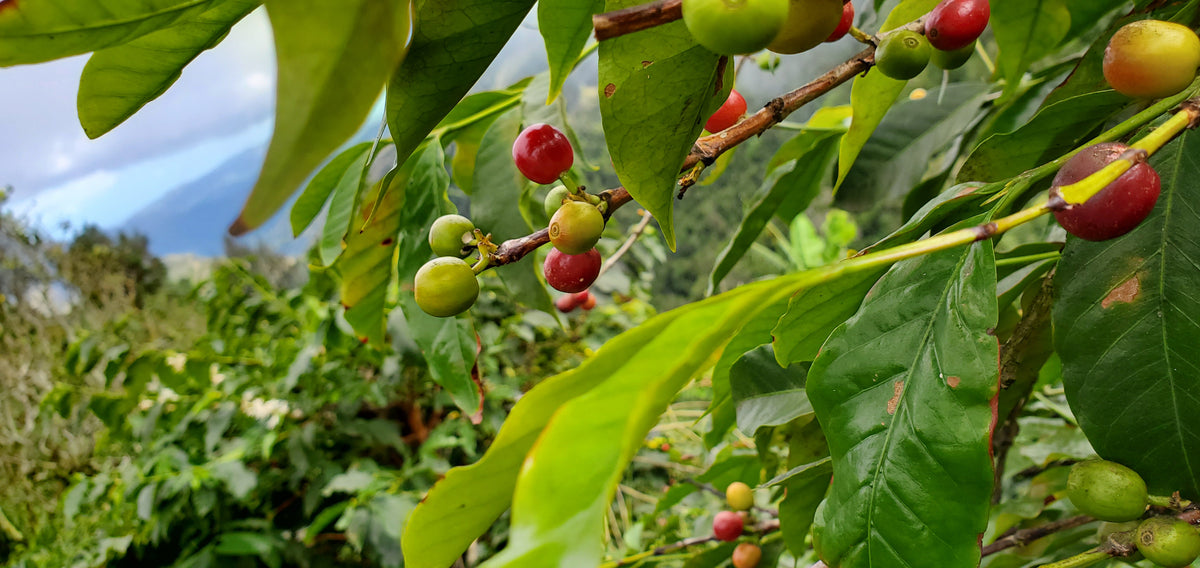 Cerise d'un coffea arabica Blue Mountain en Jamaïque - image Ma Caféine