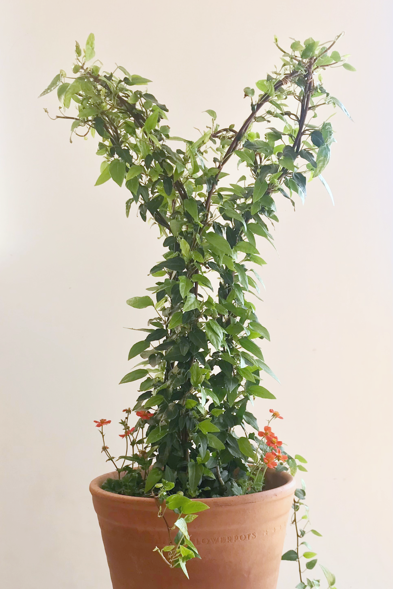 New LEAF plant supports with Ivy