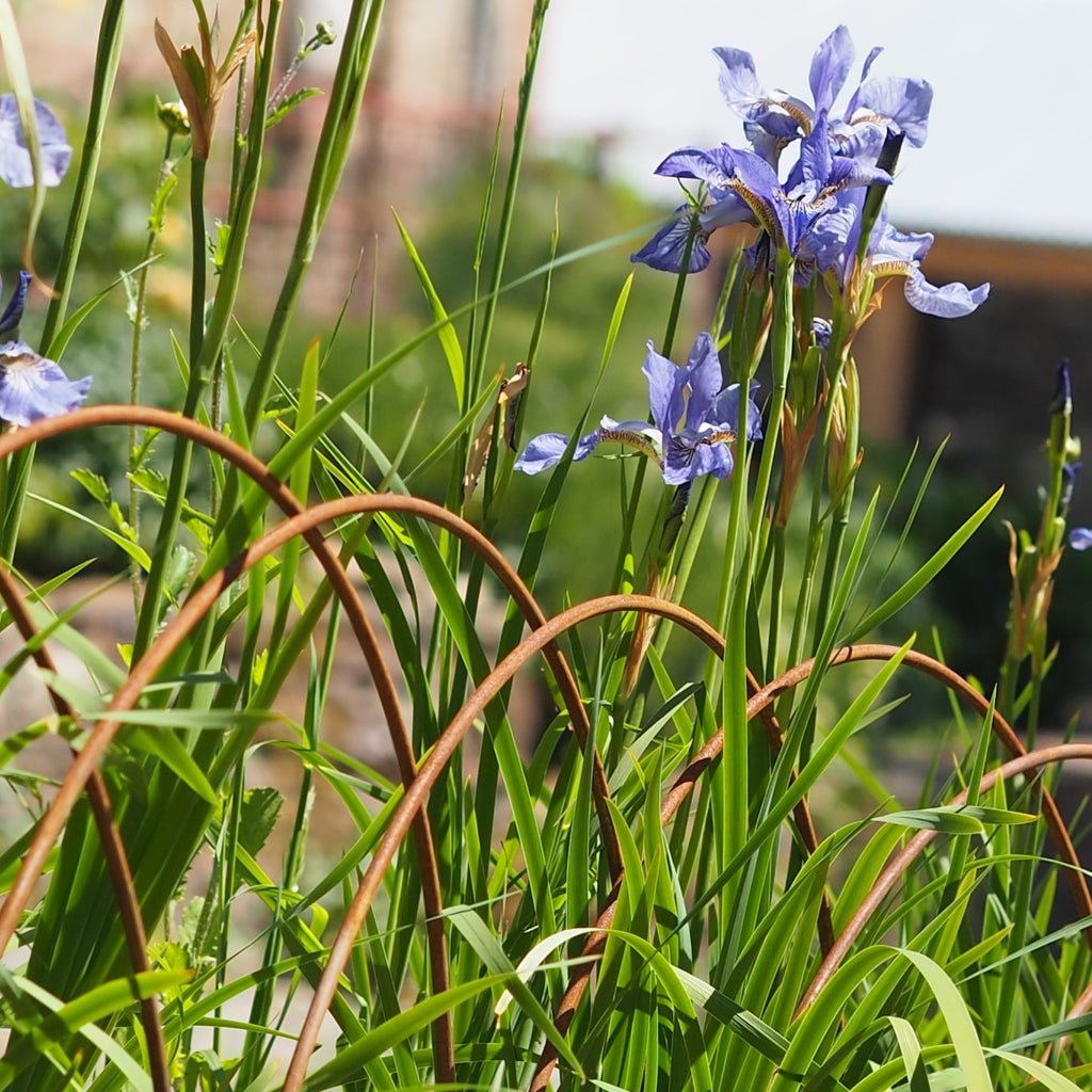 Edging Hoops, border edge metal plant supports, fencing