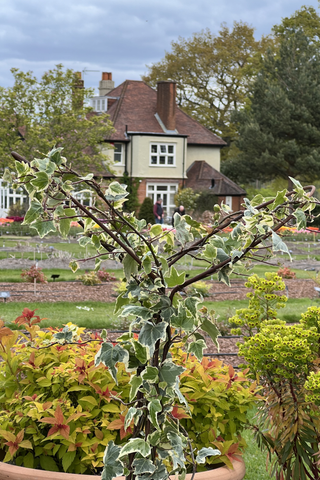 Ivy supports at RHS Wisley