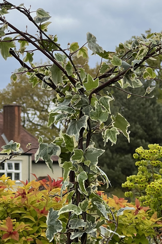 Ivy supports at RHS Wisley