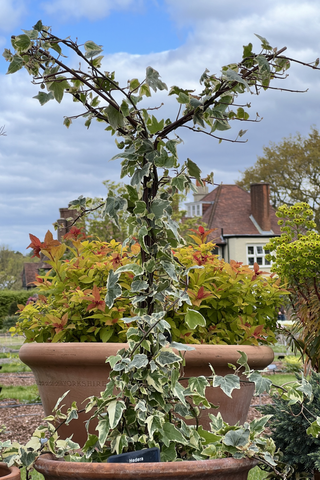 Ivy supports at RHS Wisley