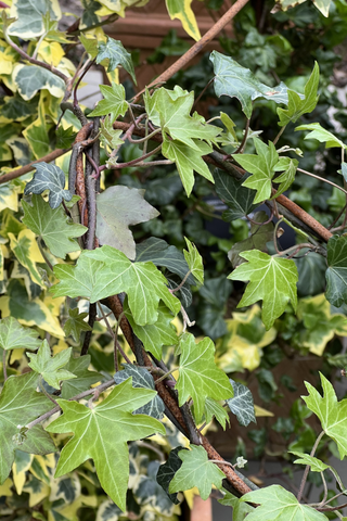 Ivy supports at RHS Wisley