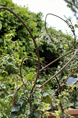 Ivy supports at RHS Wisley