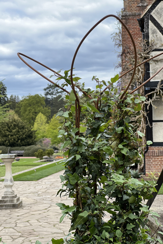 Ivy supports at RHS Wisley