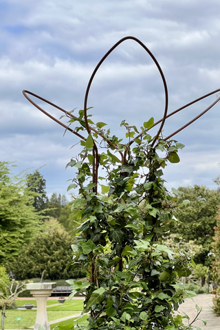 Ivy supports at RHS Wisley