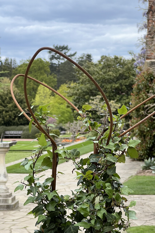 Ivy supports at RHS Wisley