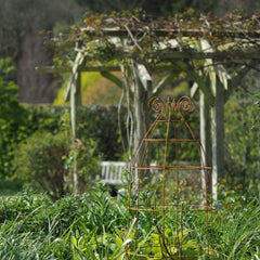 Grande Sidney Belle at RHS Rosemoor Gardens