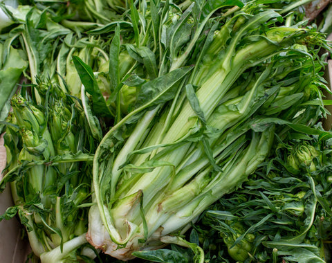 Puntarelle – Ripasso