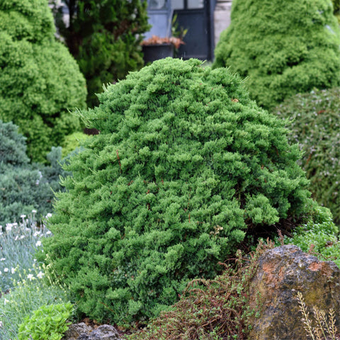 Juniperus procumbens 'Nana'