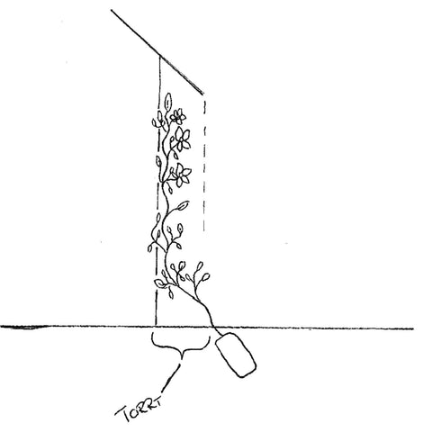 Bild på hur man planterar en klematis mot en vägg på bästa sätt