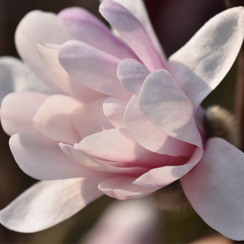 Magnolian 'Royal Star'